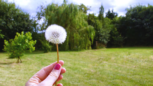 Close-up of woman hand holding dandelion on field