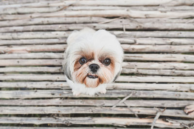 Close-up portrait of a dog