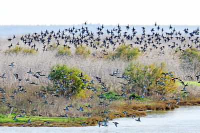 Birds flying over lake