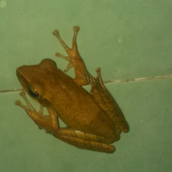 Close-up of insect on wall