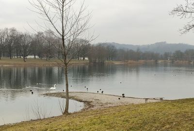 View of birds in lake