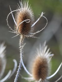 Close-up of dried thistle