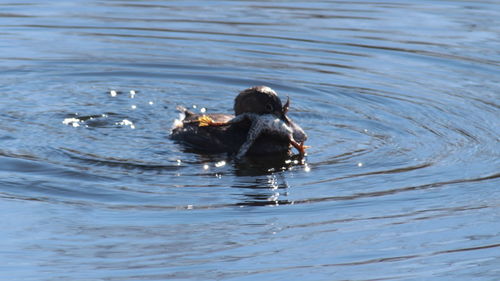 Duck swimming in lake