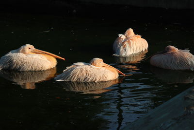 View of pelicans swimming in lake