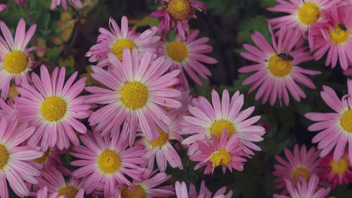 Close-up of pink flowers