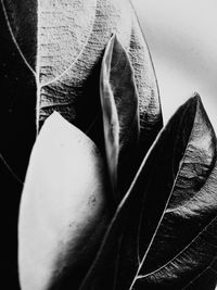 Close-up of plant leaves