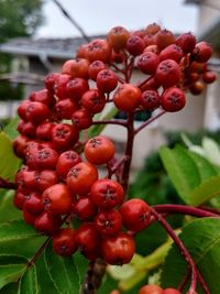 Close-up of red berries growing on plant