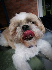 13 year old shih tzu called hobie