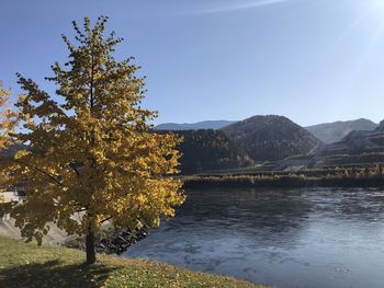 Tree by lake against sky during autumn