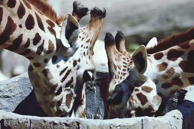 Close-up of giraffes in zoo