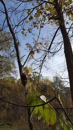 Low angle view of bird perching on tree against sky