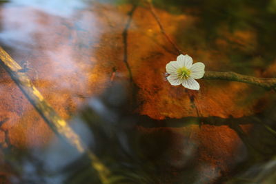Close-up of white flowering plant