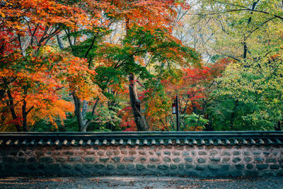 Trees in park during autumn