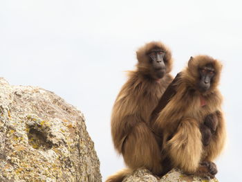 Closeup portrait of two gelada monkey theropithecus gelada sitting on top of mountain, ethiopia.