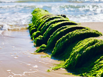 Close-up of moss on beach