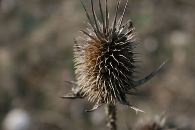 Close-up of dried thistle