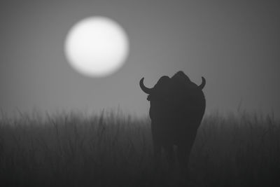 Mono buffalo walks towards sunrise in grass