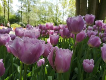 Close-up of pink tulip flowers in park