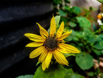 Close-up of yellow flower