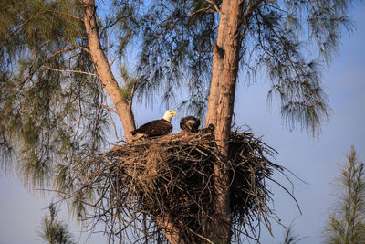 Low angle view of birds in nest