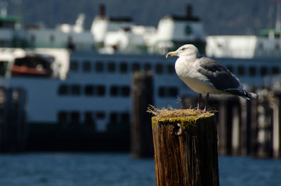 Close-up of seagull perching on wooden post by sea