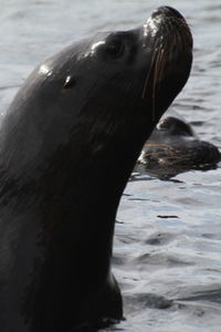 Close-up of sea lion