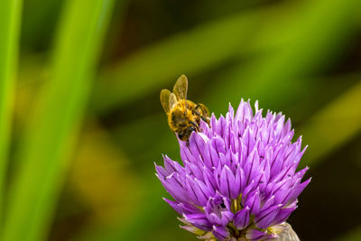 Close-up of bee pollinating on purple flower