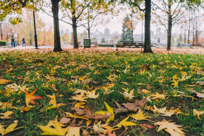 Maple leaves on grassy field in park during autumn