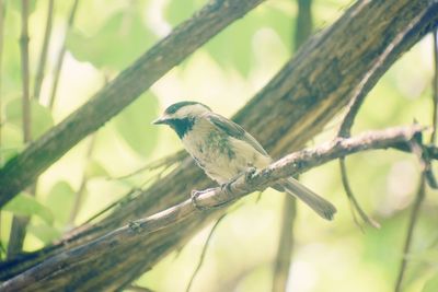 Close-up of bird perching on branch