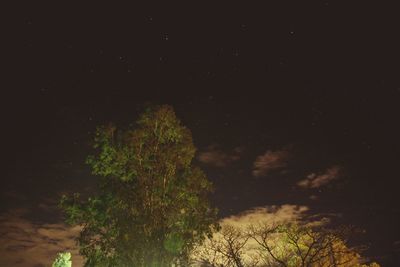 Trees growing at night