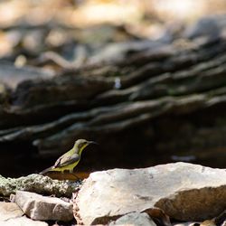 Close-up of bird perching on rock