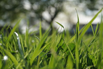 Close-up of grass growing on field