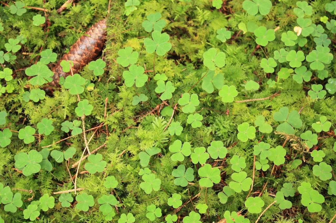 CLOSE-UP OF FRESH GREEN PLANT IN AUTUMN