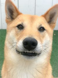 Close-up portrait of dog
