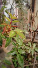 Close-up of fresh green plant