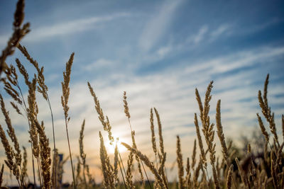 Close-up of stalks against the sky