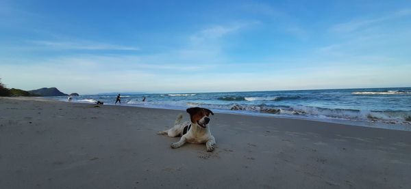 Dog on beach