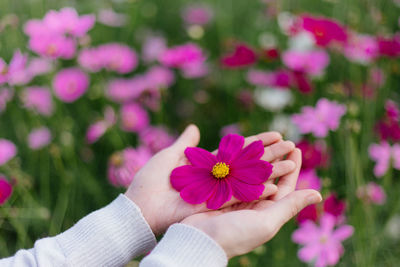 Close-up of hand holding flowers