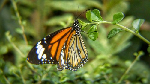 Close-up of butterfly on flower