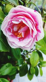 Close-up of pink flower blooming outdoors