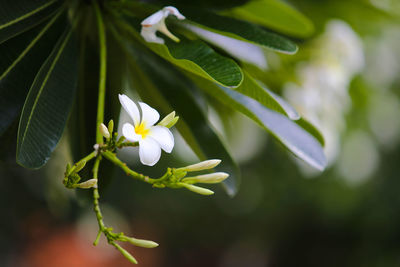 Close-up of white flowering plant