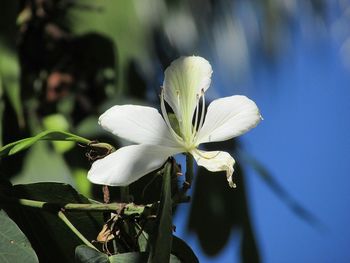 Close-up of white flowering plant