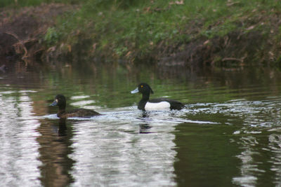 Ducks swimming in lake