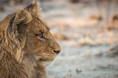 Close-up of lion cub relaxing outdoors