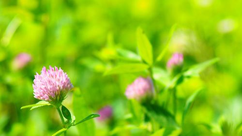 Close-up of pink flowers