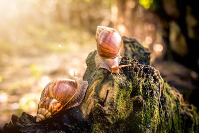 Close-up of snail