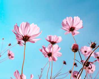 Low angle view of purple flowering plants against sky