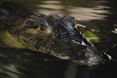 Close up of a crocodile in water