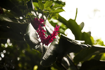 Close-up of pink flowering plant