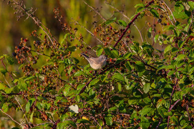 Bird perching on a tree